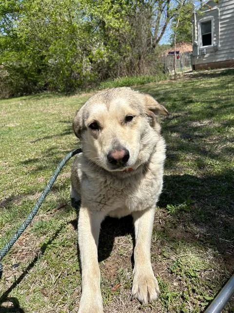 An adult medium-sized female Siberian Husky dog named Princess for adoption in Oklahoma City, OK