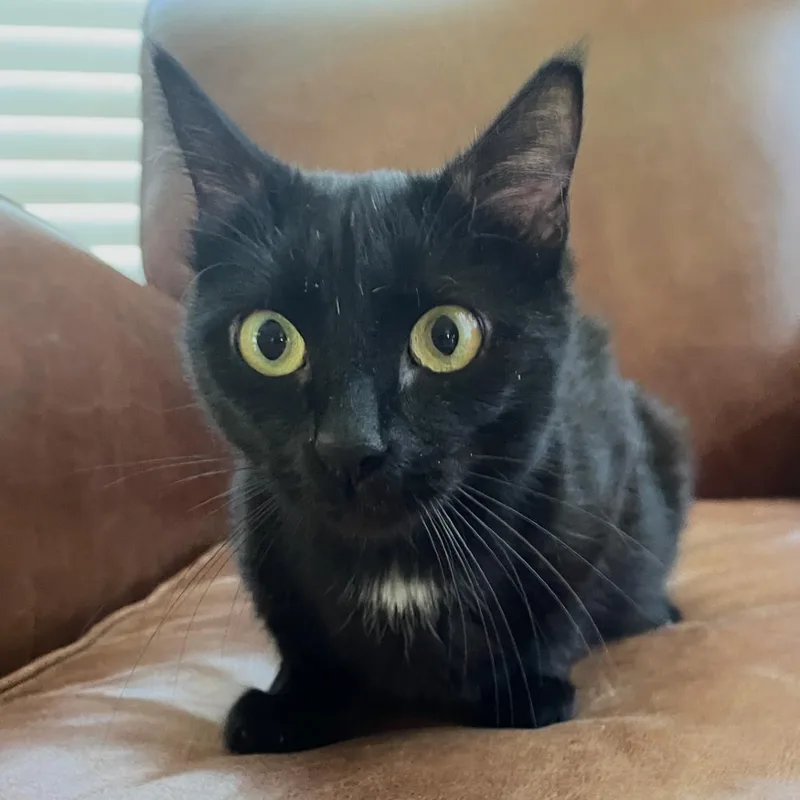 An adult small-sized female Black Domestic Short Hair cat named Ms. Sally Spot for adoption in Granby, MO