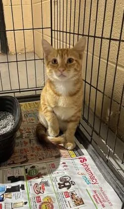 A young small-sized male Tabby (Orange / Red) Domestic Short Hair cat named Hemi for adoption in Harlingen, TX
