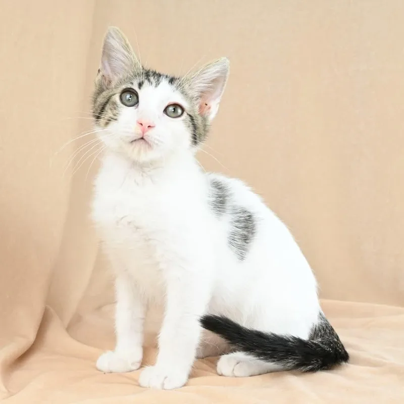 A baby medium-sized male Tabby (Brown / Chocolate) Domestic Short Hair cat named Newton for adoption in Mobile, AL