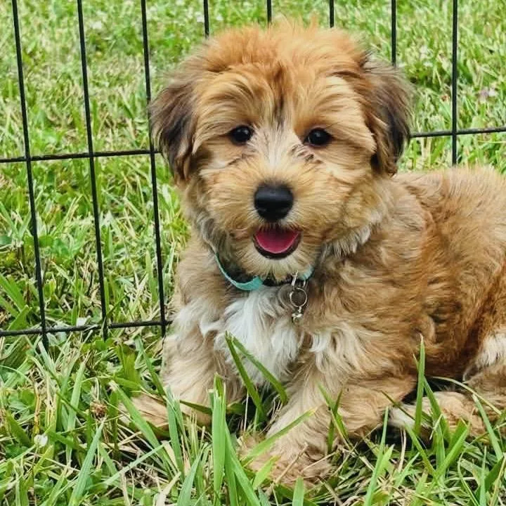 A baby small-sized female Yorkshire Terrier dog named Reese for adoption in Columbus, OH