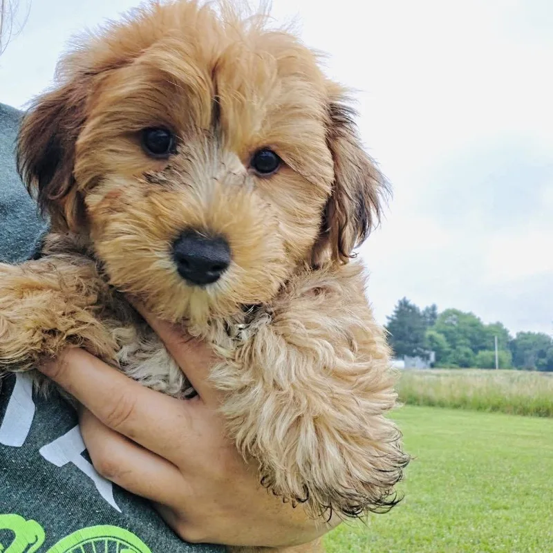 Reese thumbnail 3