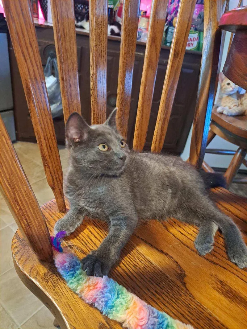 A young small-sized male Gray / Blue / Silver American Shorthair cat named Cyrus for adoption in Erwin, TN