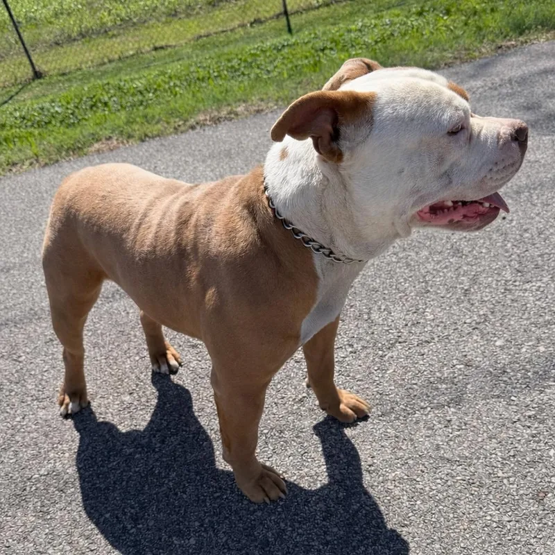 Koda