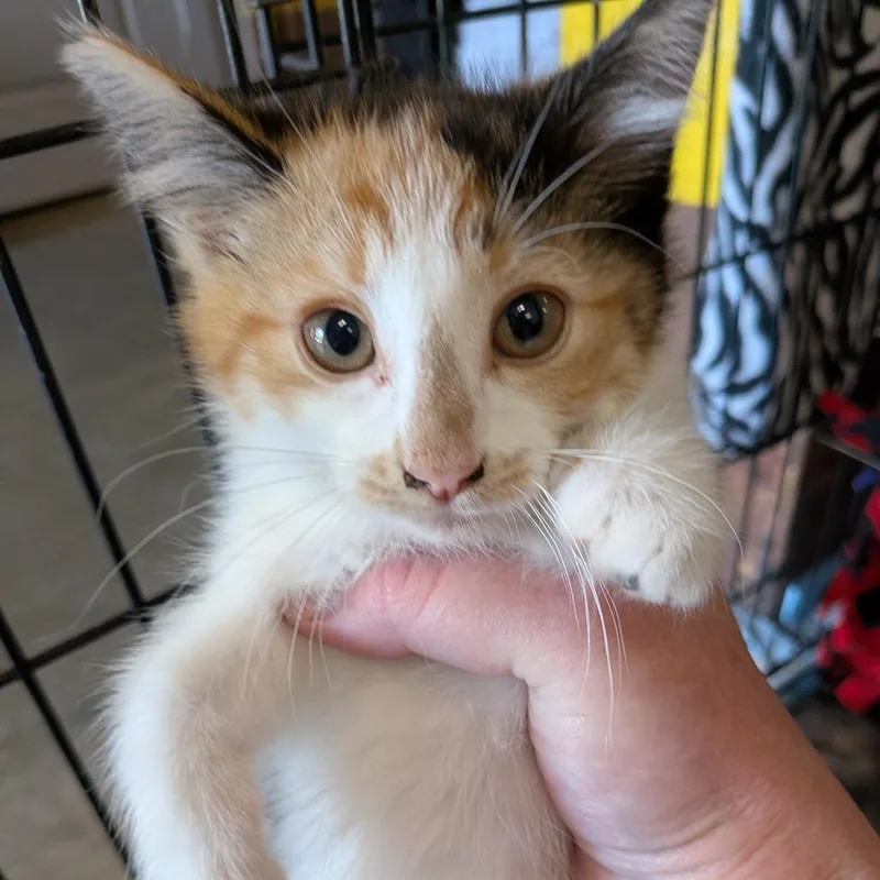 A baby small-sized female Calico Domestic Short Hair cat named Caramel for adoption in Fairfax Station, VA