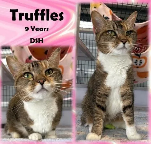 An adult medium-sized female White Domestic Short Hair cat named Truffles for adoption in Franklin, IN