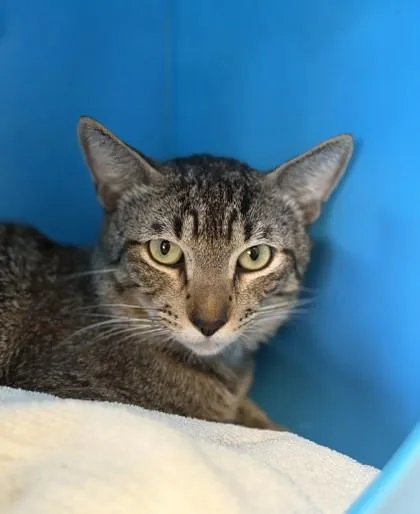 A young medium-sized male Domestic Short Hair cat named Quiksilver for adoption in Honolulu, HI