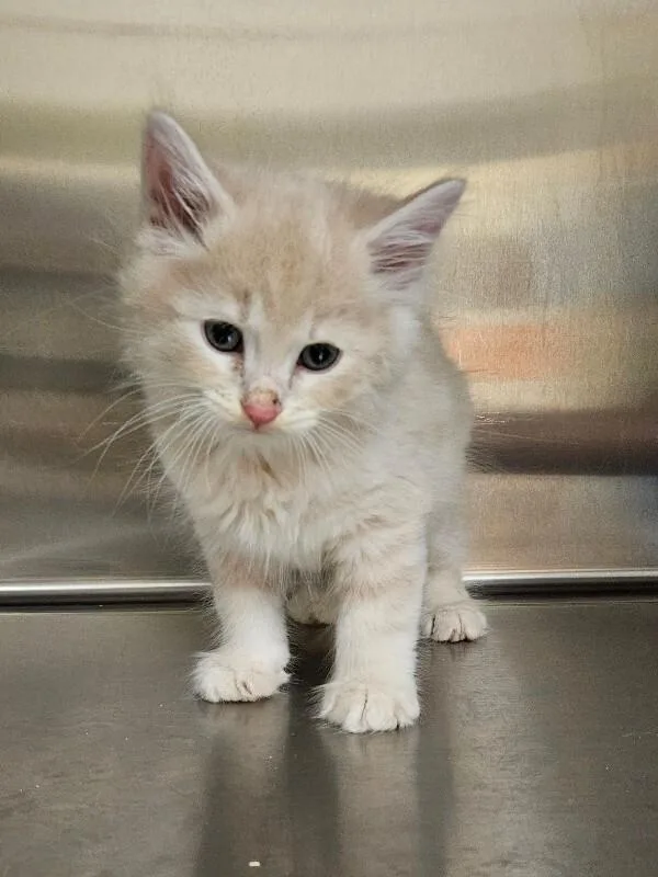 A young medium-sized male Orange / Red Domestic Short Hair cat named Sparky for adoption in Disputanta, VA