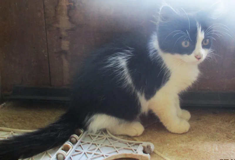 A baby medium-sized female Black & White / Tuxedo Domestic Long Hair cat named Ellie for adoption in Troutman, NC