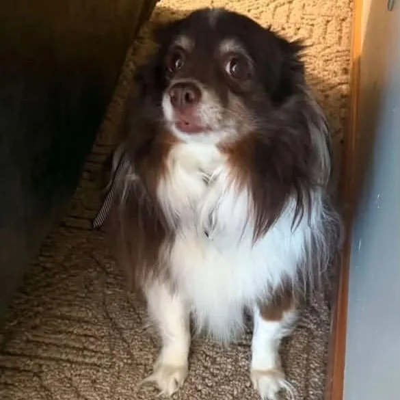 A senior small-sized male Australian Shepherd dog named Lorenzo aka Enzo for adoption in Rockville, MD