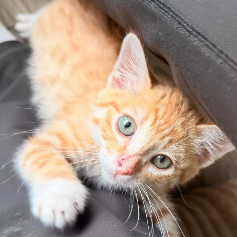 A baby medium-sized male Orange & White Domestic Short Hair cat named O'Malley for adoption