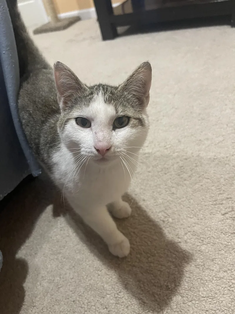 A young medium-sized male Tabby (Brown / Chocolate) Domestic Short Hair cat named Tabbers Wilton for adoption in Philadelphia, PA