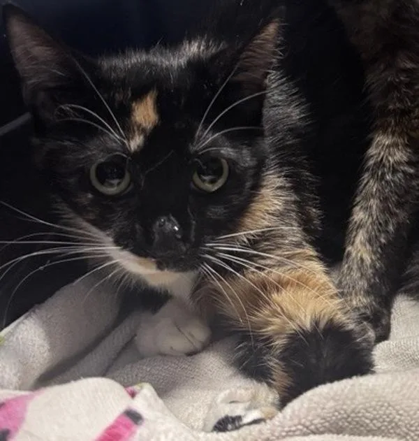 A young small-sized female Domestic Short Hair cat named Candy for adoption in Escondido, CA