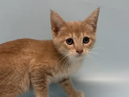 A baby small-sized male Domestic Short Hair cat named Goldie for adoption in Coon Rapids, MN
