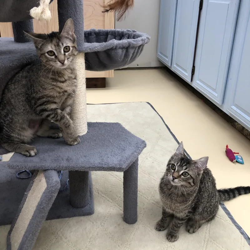 A young medium-sized female Domestic Short Hair cat named Mia & Martha for adoption in Frederick, MD