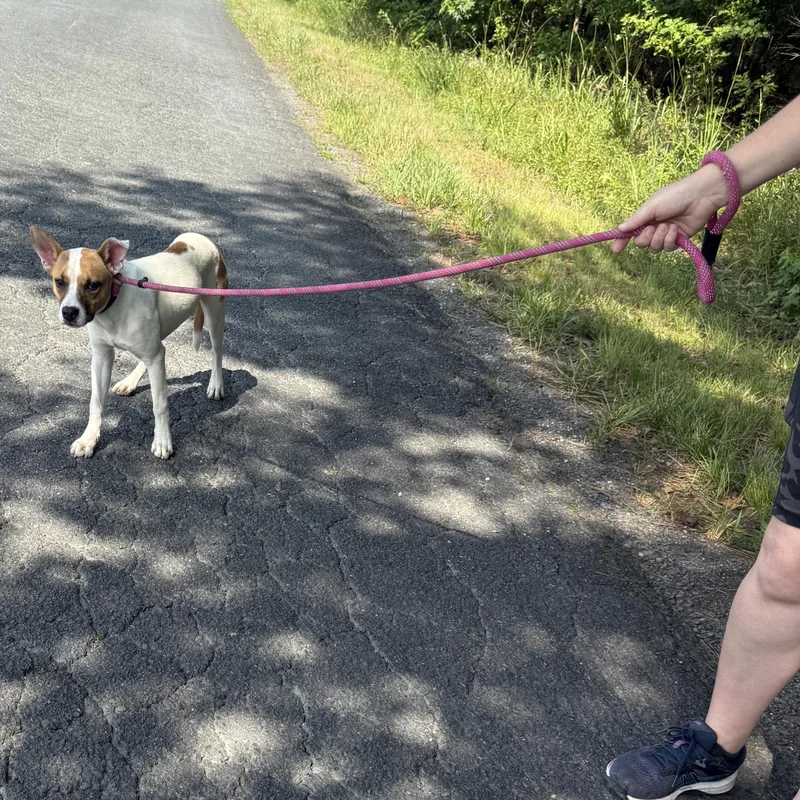 A young medium-sized female Brown / Chocolate Terrier dog named Carly for adoption in POLKTON, NC