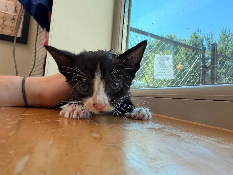 A young medium-sized male Domestic Short Hair cat named Big Mac A.K.A Tactical for adoption in Disputanta, VA