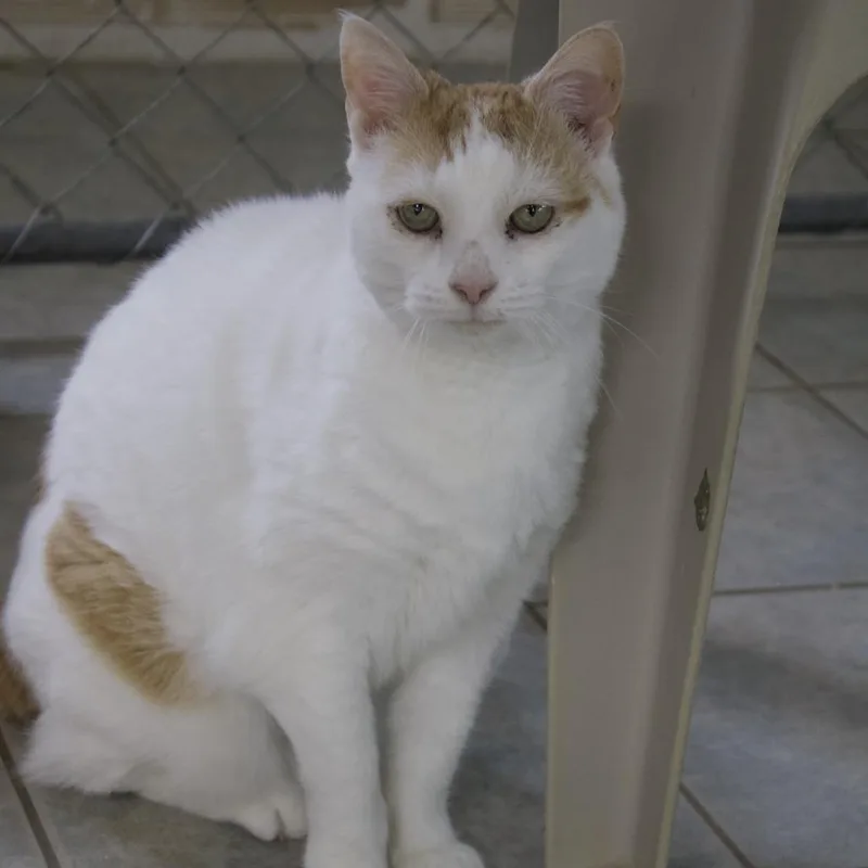 A senior large-sized female Buff / Tan / Fawn Domestic Short Hair cat named Kit for adoption in East Smithfield , PA