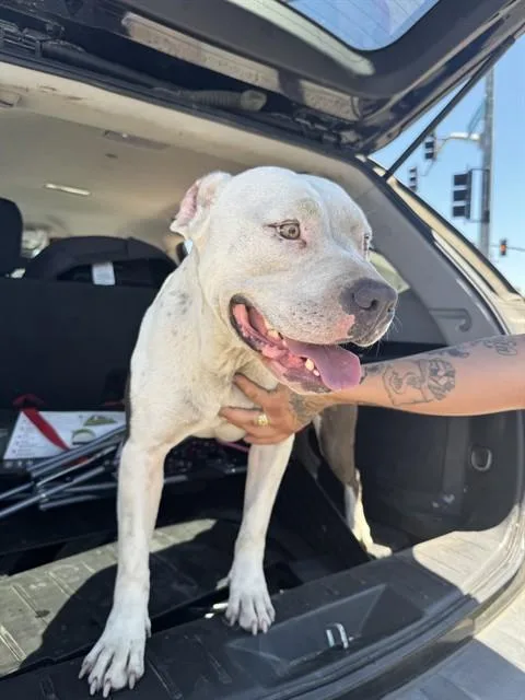 A young large-sized male Pit Bull Terrier dog named A for adoption in Stockton, CA
