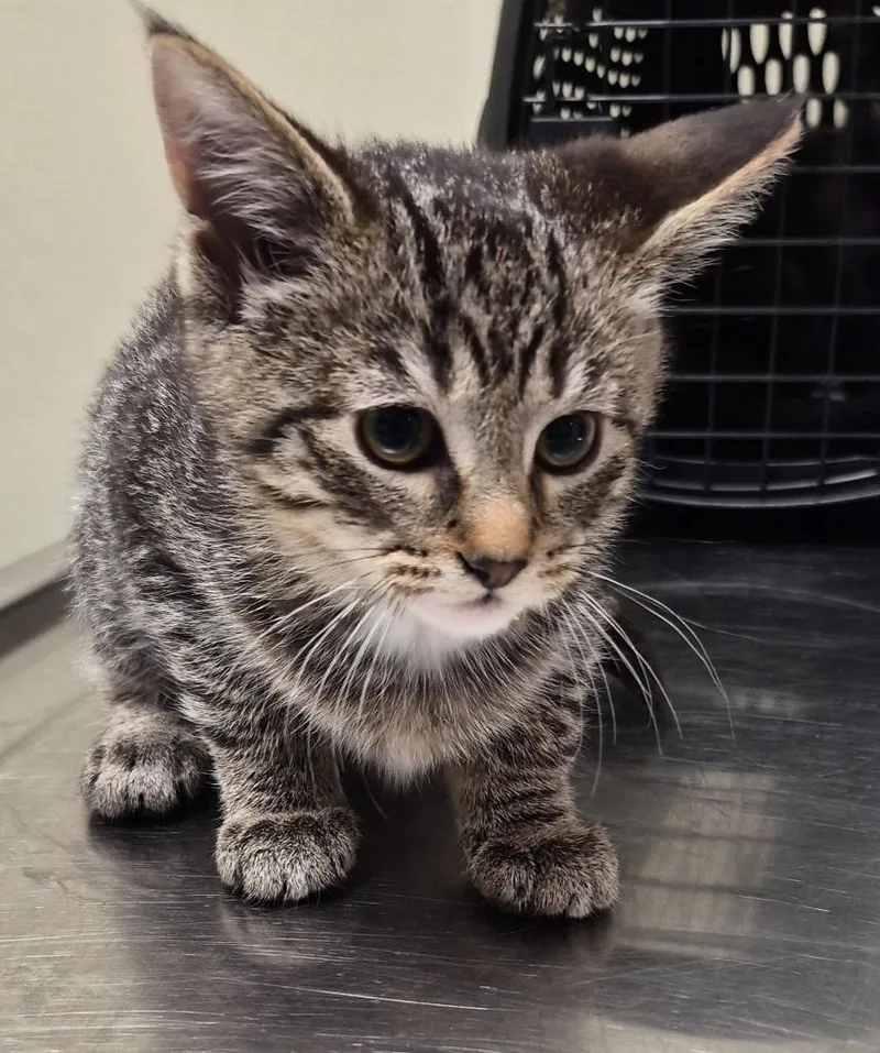 A baby medium-sized female Domestic Short Hair cat named Cookie for adoption in Christiansburg, VA