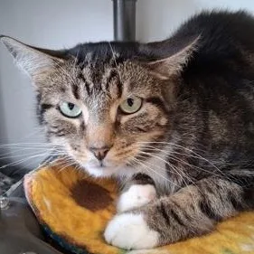 An adult medium-sized male Tabby (Brown / Chocolate) Domestic Short Hair cat named Darnell for adoption in Belmont, NY