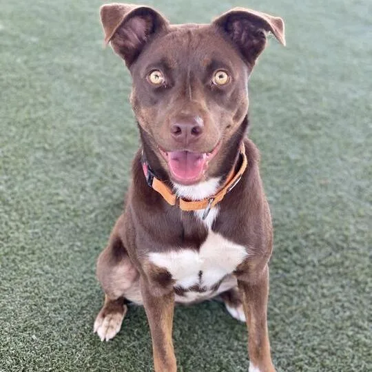 An adult medium-sized female Brown / Chocolate Chocolate Labrador Retriever dog named Sammie for adoption in Riverside, CA