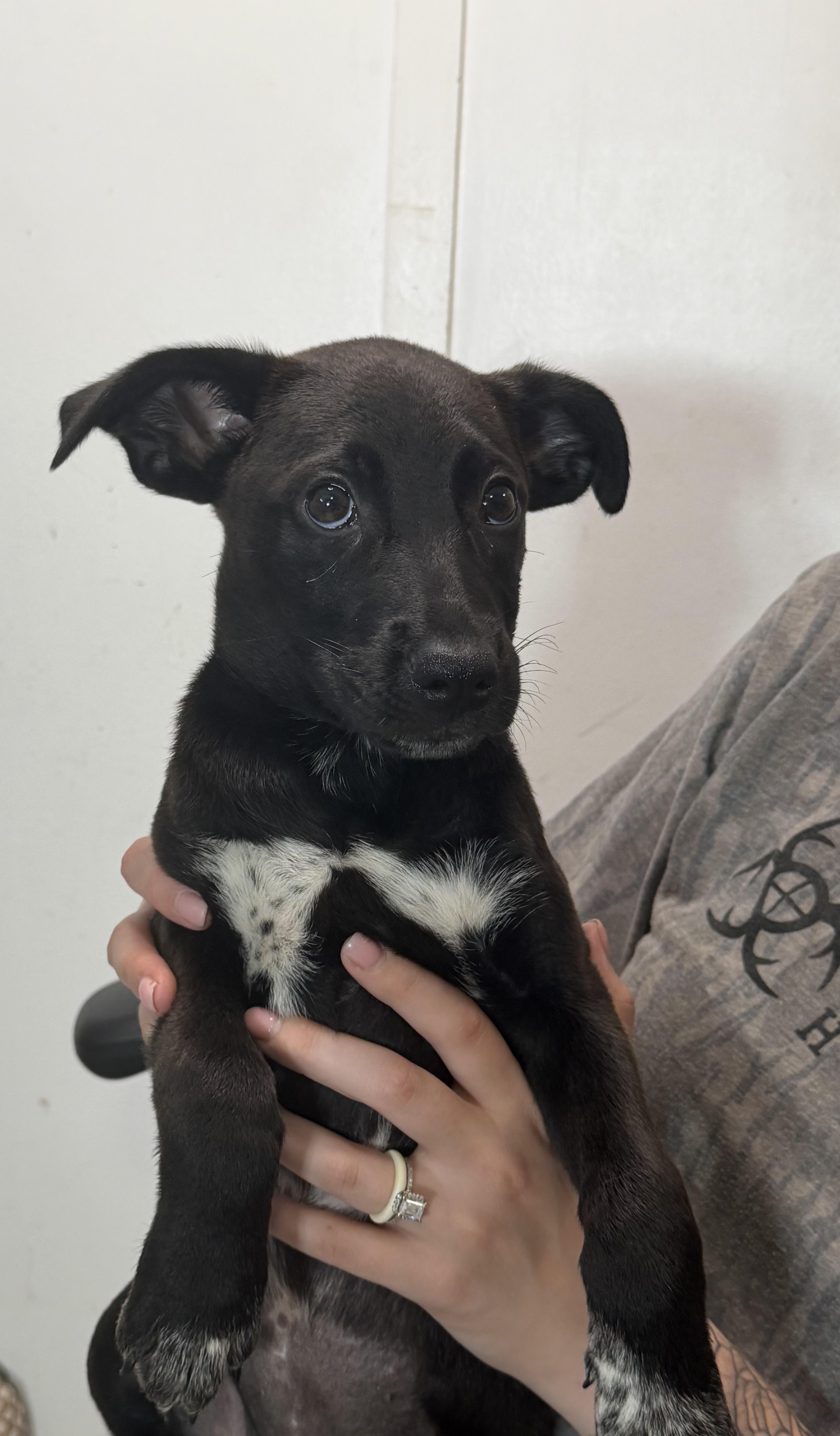 A baby medium-sized female Black Labrador Retriever dog named Liv for adoption in Watertown, CT