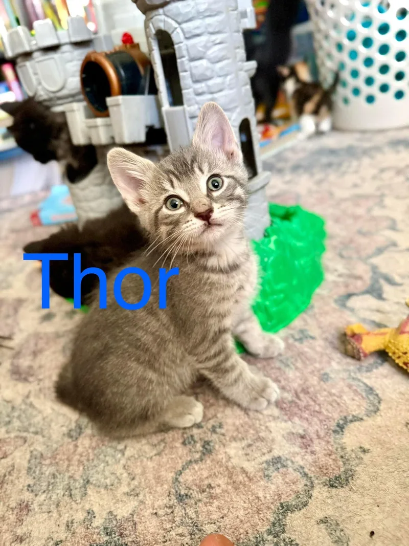 Thor