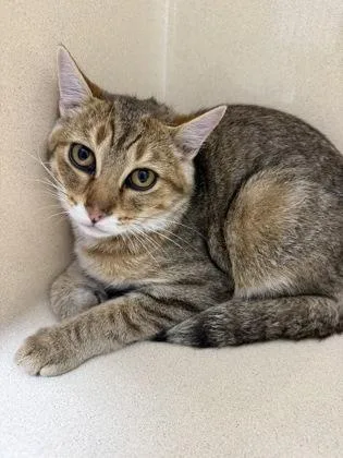 A baby small-sized male Domestic Short Hair cat named Rusty for adoption in Pequot Lakes, MN