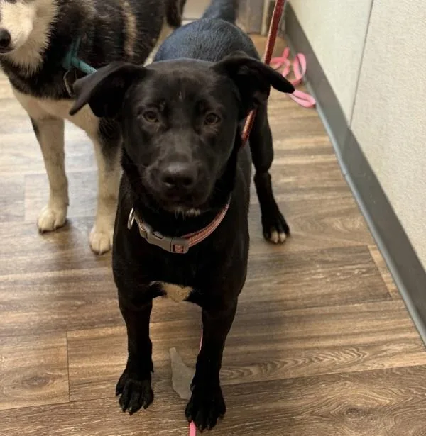 A young medium-sized female Shepherd dog named Indie for adoption in San Diego, CA