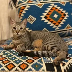 A young medium-sized female Tabby (Brown / Chocolate) Domestic Short Hair cat named Snow & Chip for adoption in Waltham, MA