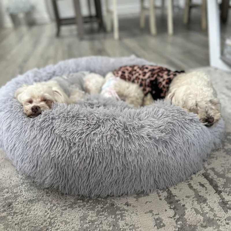 A young small-sized female White / Cream Maltipoo dog named Gigi And Luna for adoption in Orange, CA