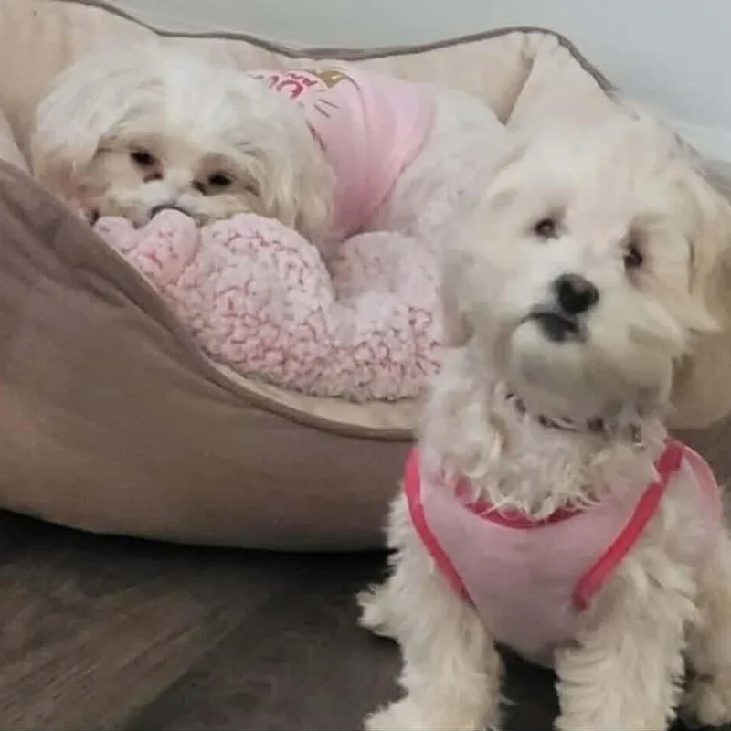 Gigi And Luna thumbnail 3