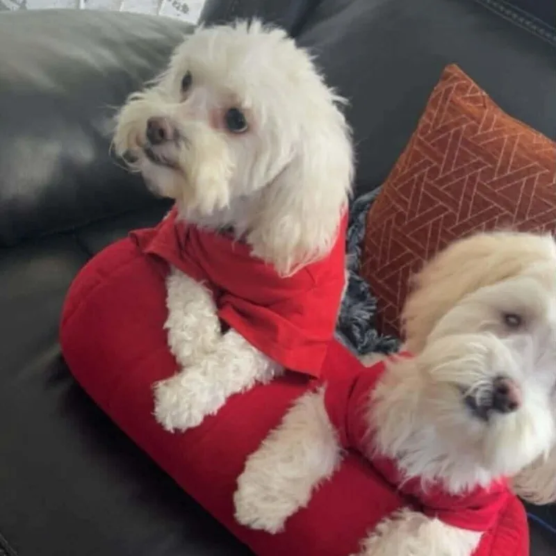 Gigi And Luna thumbnail 4