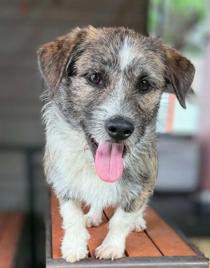 A young small-sized male Border Terrier dog named Redkin for adoption in San Diego, CA