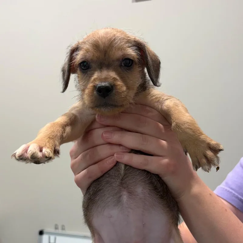 A baby medium-sized female Wirehaired Terrier dog named Verity for adoption in Cumming, GA