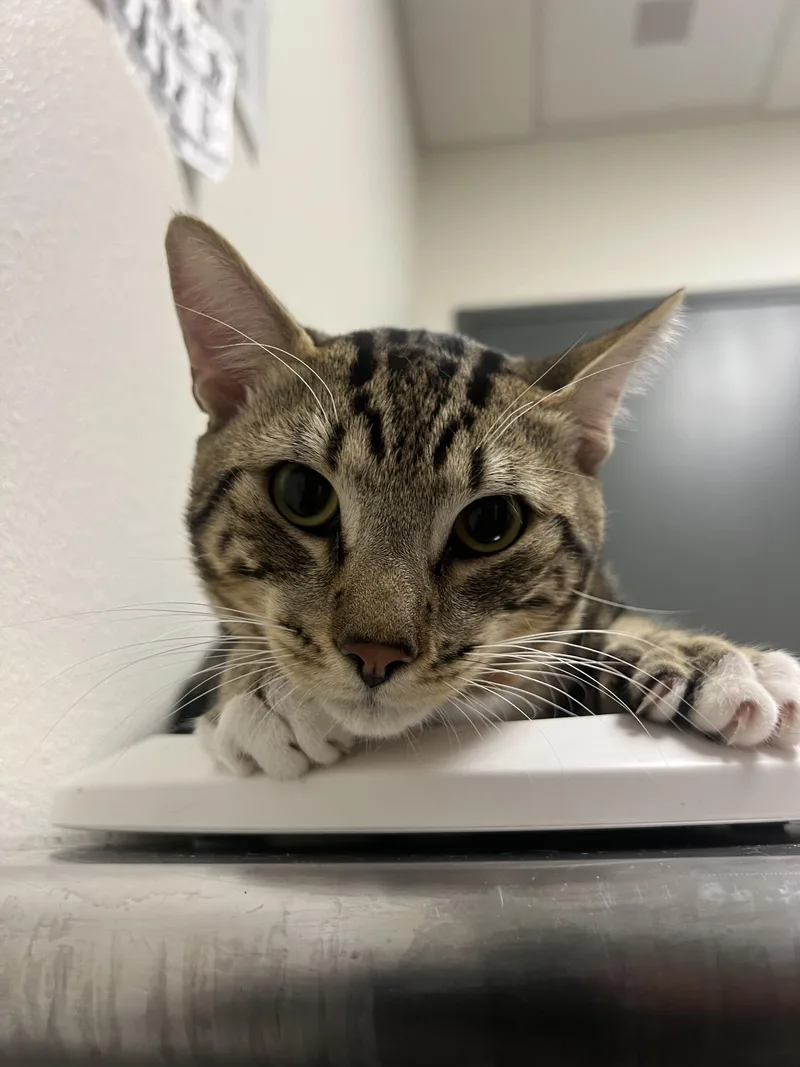 A young large-sized male Domestic Short Hair cat named Prince for adoption in Chico, CA