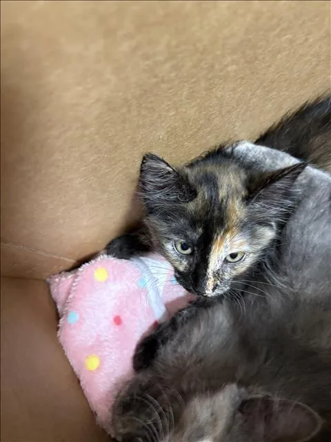 A baby small-sized female Domestic Short Hair cat named Tortie for adoption in Chatsworth, CA