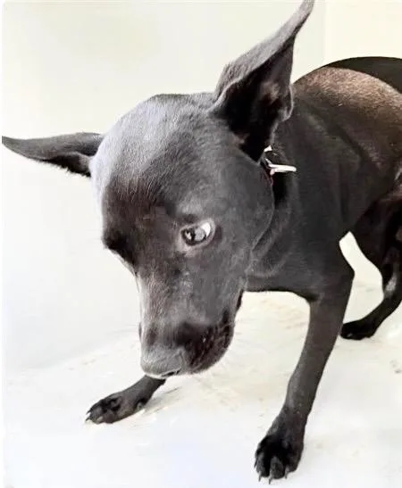 A young small-sized female German Shepherd Dog dog named Luxury Mercedes for adoption in Houston, TX