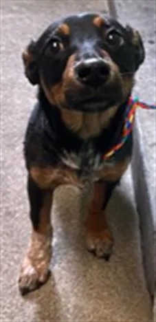 A baby small-sized female Australian Cattle Dog / Blue Heeler dog named Meredith for adoption in Sacramento, CA