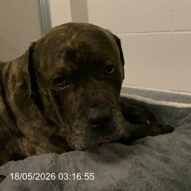 A young large-sized male Mastiff dog named Gumby for adoption in Indianapolis, IN