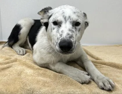 A young medium-sized male Cattle Dog dog named Mars for adoption in Phoenix, AZ