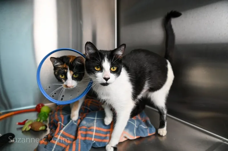A young medium-sized female Domestic Short Hair cat named Cookie for adoption in New Orleans, LA
