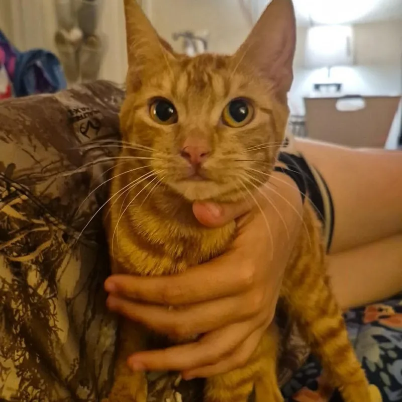 A young small-sized female Orange / Red Domestic Short Hair cat named Nala for adoption in Ferndale, WA