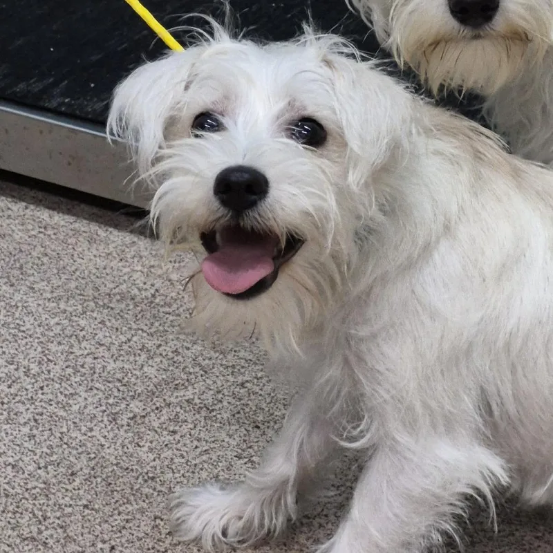 A young small-sized female White / Cream Schnauzer dog named Arlow for adoption in Ardmore, OK