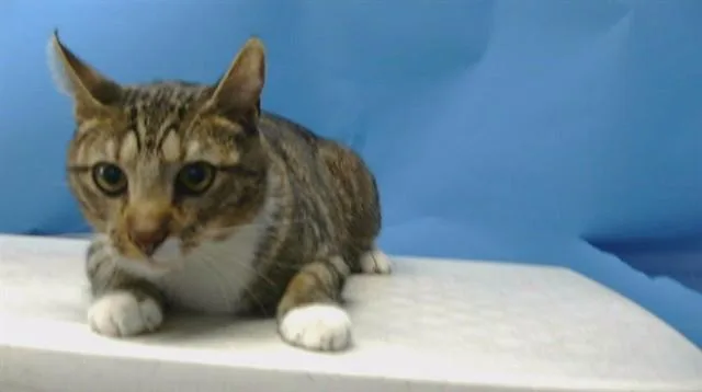 A young medium-sized male Domestic Short Hair cat named Jack for adoption in Gardena, CA
