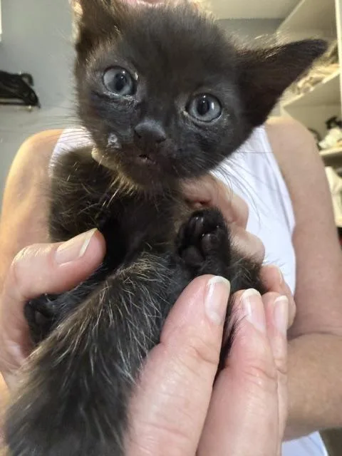 A baby small-sized male Domestic Short Hair cat named Peter for adoption in Davidson, NC