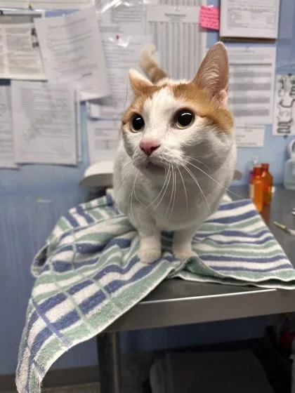 A senior small-sized female Domestic Short Hair cat named Cc for adoption in Roseville, CA