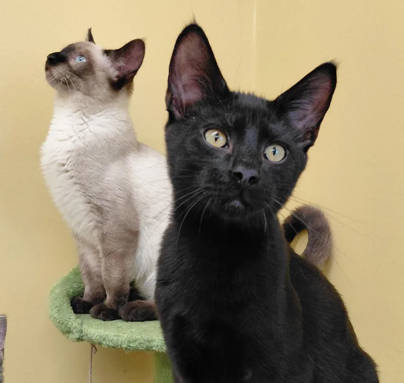 A baby small-sized male Black Domestic Short Hair cat named KitKat for adoption in Eugene, OR