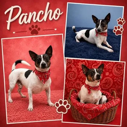 Pancho thumbnail 2